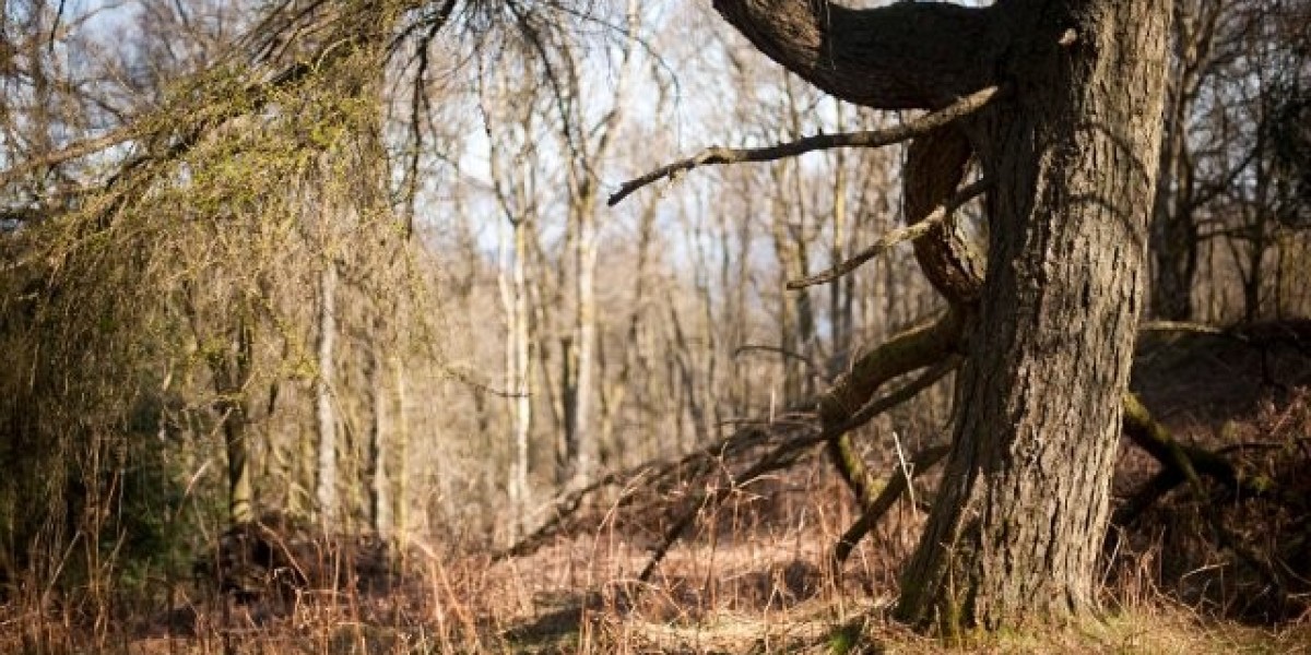 New Mexico's Best Bet