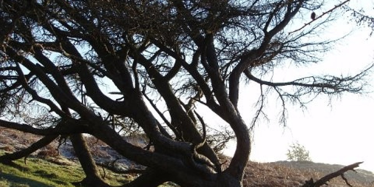 Rocketplay casino Australia