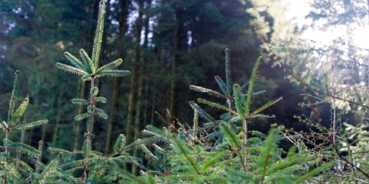 Best Mobile Casinos 2025 Play Casino Games On Your Phone