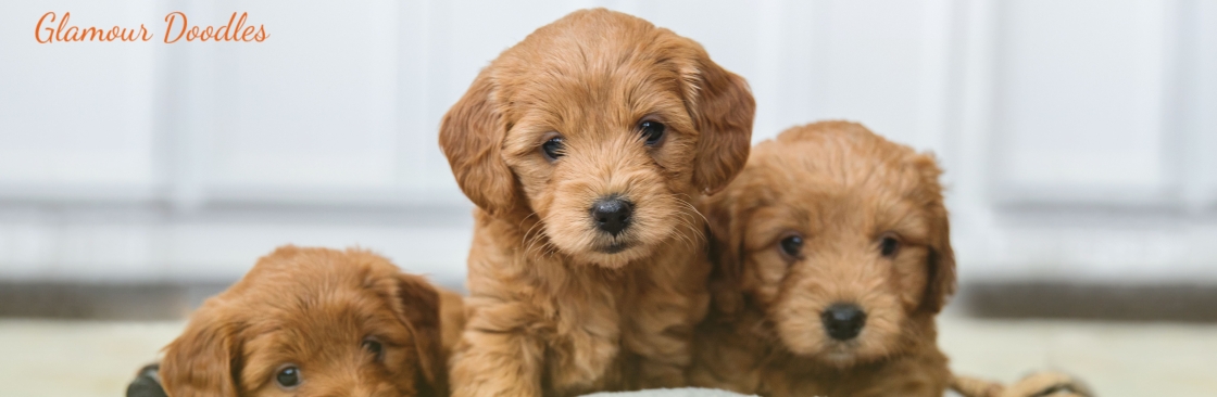 Glamour Pups Cover Image