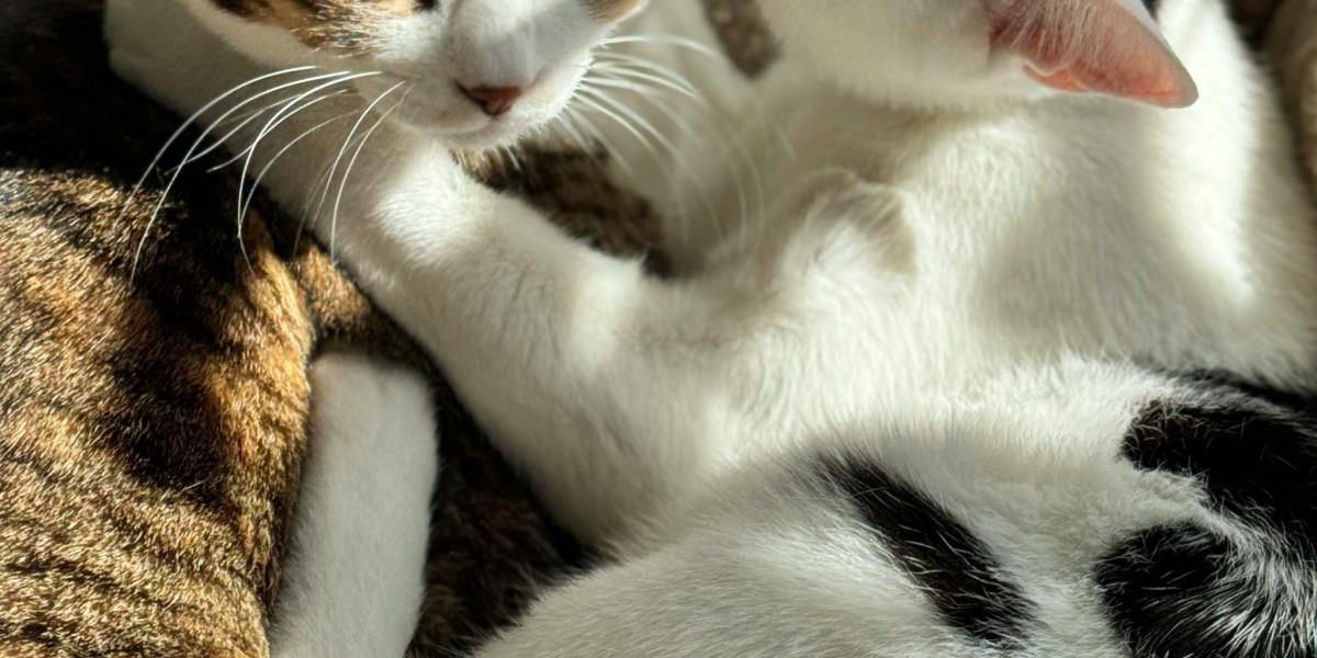 eznpc How to Get a 120 lb Backpack in Fallout 76