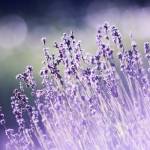 Godrej IHP Profile Picture