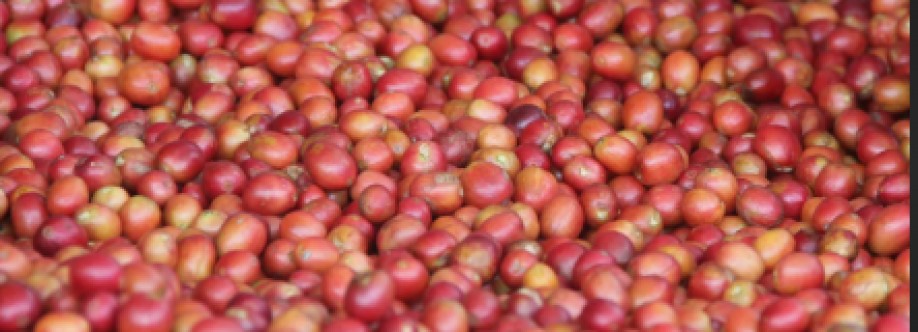 Green Coffee Traders Cover Image